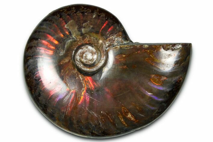 Polished Red Flash Ammonite (Cleoniceras) Fossil - Madagascar #367697
